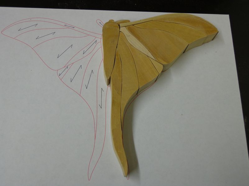 moth2