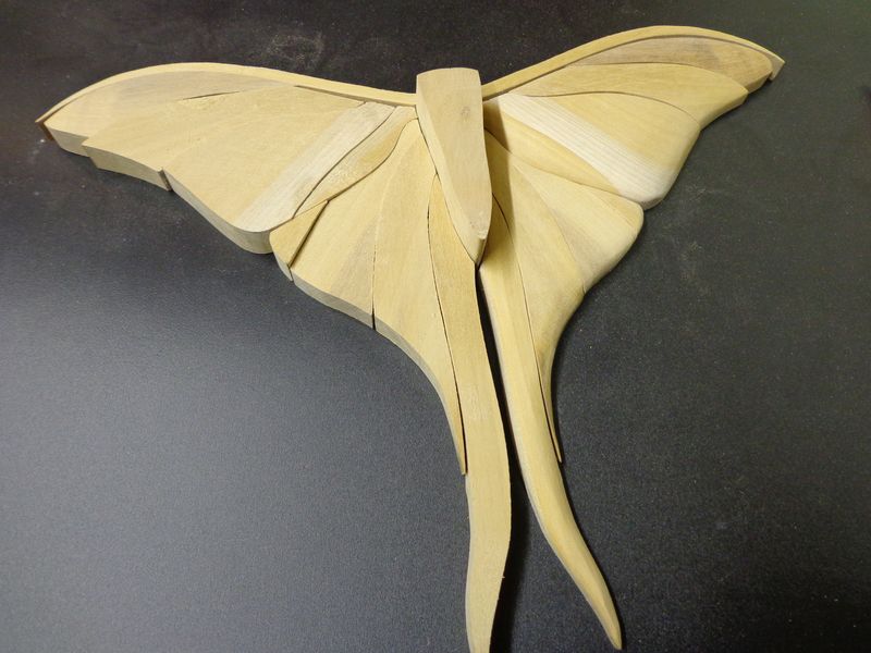 moth10