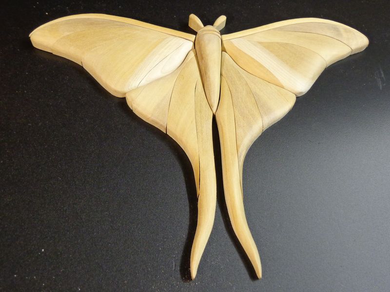 moth17