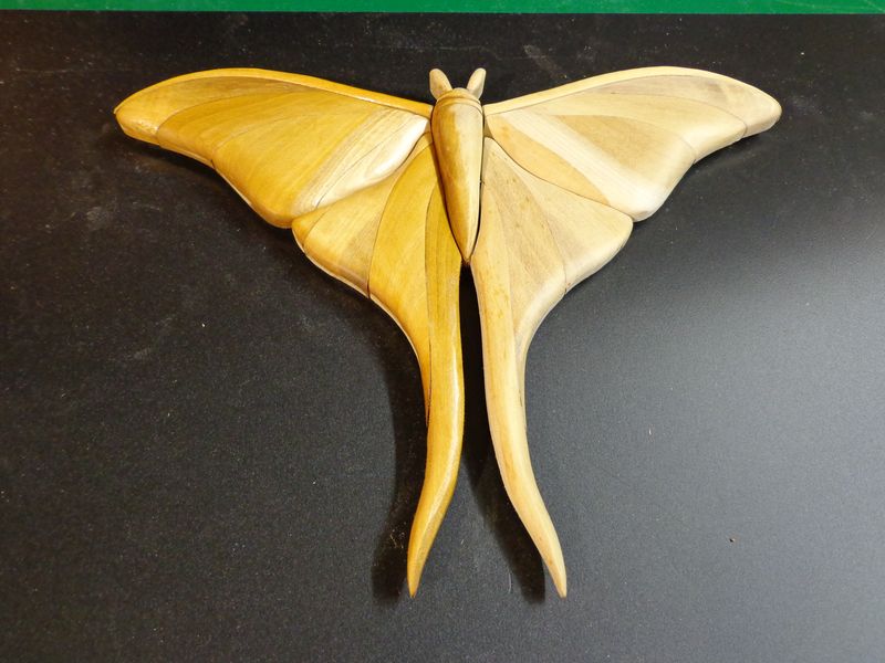 moth21