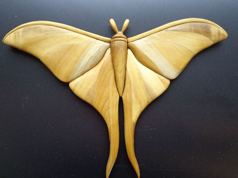 moth22